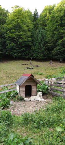 a small dog house in a field next to a fence at Dulović - KATUN POTOCI in Kolašin