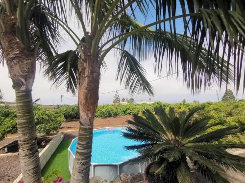 a palm tree next to a swimming pool at CASA rural DOLORES en Adeje in Adeje