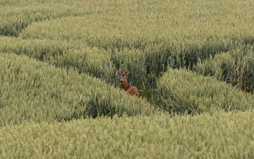 a deer standing in the middle of a field of grass at "Chez la Joe" in Thélonne