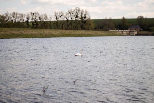 a swan in the middle of a lake at "Chez la Joe" in Thélonne