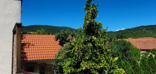 a large green tree in front of a building at Terezia in Jedľové Kostoľany