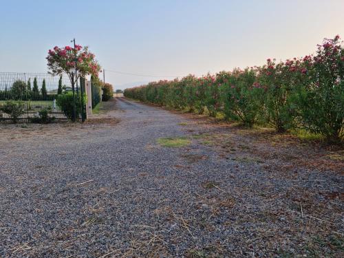 a dirt road with pink flowers on the side at Villa Iole in Assemini