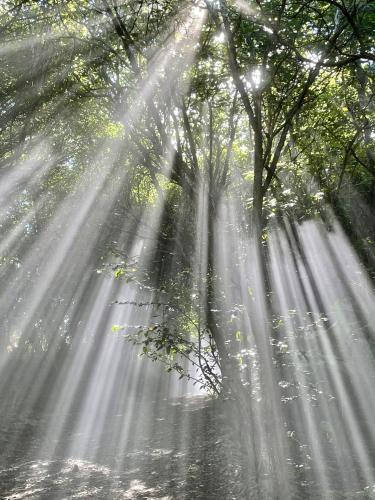 a forest with rays of light shining through trees at El Sol Monteverde in Monteverde Costa Rica