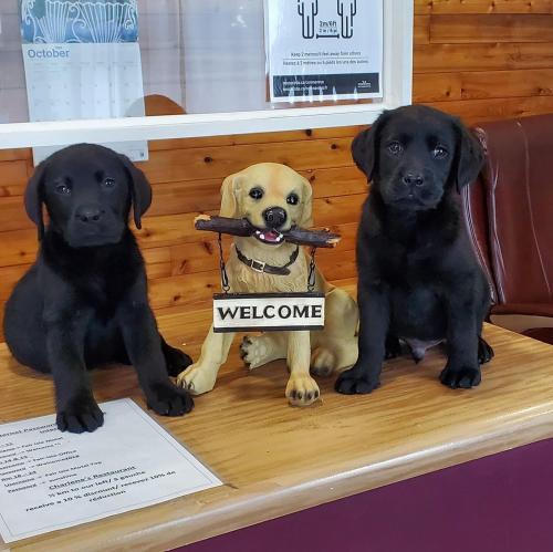 two dogs sitting on a table with a welcome sign at Fair Isle Motel & The Nest in Whycocomagh