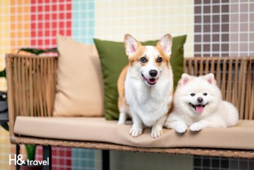 Domácí mazlíčci ubytovaní s hosty v ubytování Taitung Rainbow Pet Friendly Maison Resort