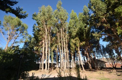 a group of white trees with a house in the background at Palacio Manco Capac by Ananay Hotels in Cusco