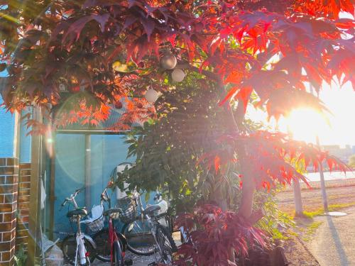 two bikes parked next to a tree with red leaves at 幽舍の庭 in Izumi-Sano