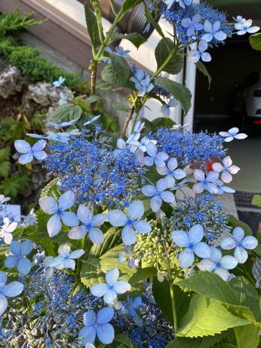 a bunch of blue flowers in a garden at Pension Badawa in Gangneung