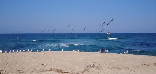 a group of birds flying over a beach at Pension Badawa in Gangneung