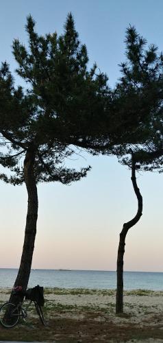 a dog sitting next to two trees on the beach at Pension Badawa in Gangneung