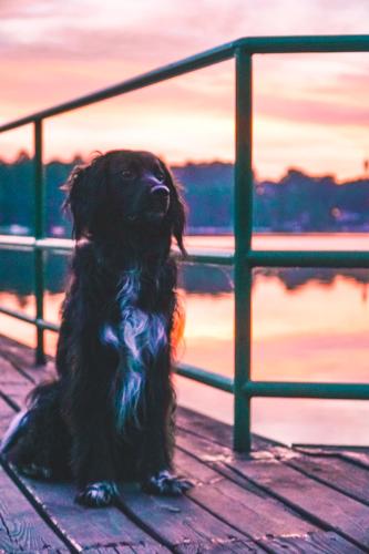 a black dog sitting on a pier near the water at Lake Park Łagów in Łagów