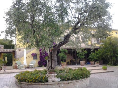 a tree in a planter in front of a building at Il Giardino Dei Limoni in Montecassiano