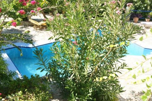 a plant next to a blue swimming pool at Lofos Hotel in Plakias