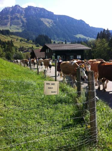 a herd of cows standing in a field behind a fence at Chalet Erika in Eriz
