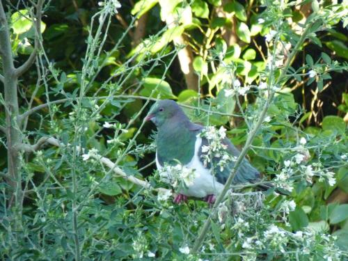 a bird sitting on top of a plant at Nugget View Kaka Point Motels in Kaka Point