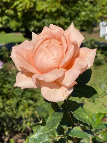a peach colored rose is growing in a garden at Villa Walton in Matamata
