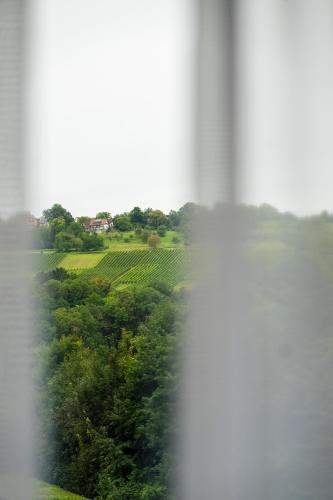 a foggy view of a vineyard from a train window at 2Places Side in Lörrach