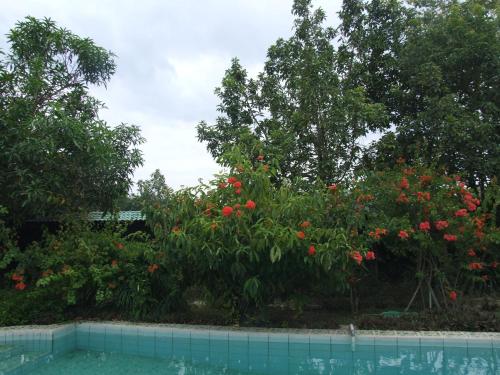 a garden with red flowers and trees and a swimming pool at Rumah Sawah in Yogyakarta