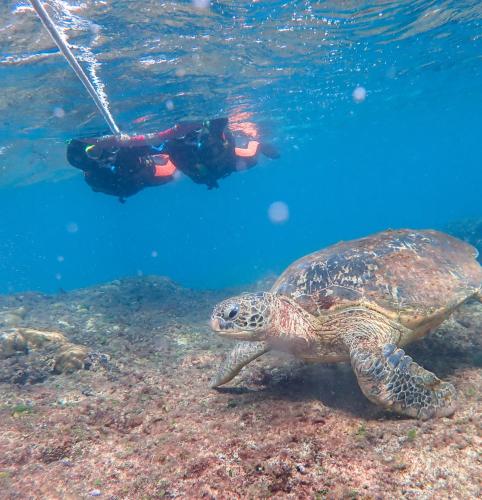 a turtle swimming in the water with a diver at 17 Happiness in Xiaoliuqiu