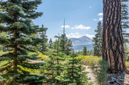 a group of trees in a forest with mountains in the background at Mountainback 15 in Old Mammoth
