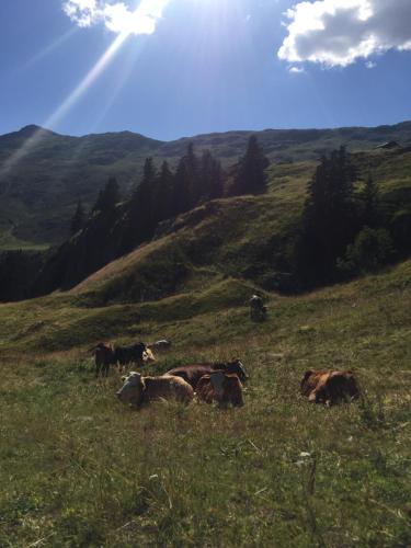 a herd of cows laying in a grassy field at Chalet Sonnenröschen in Blatten bei Naters