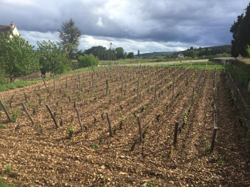 Κήπος έξω από το Les Hauts de Fixin, 50m2 avec extérieur sur la Route des Grands Crus, Dijon Sud