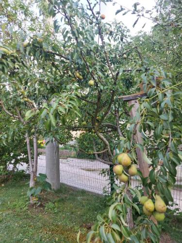 an apple tree with lots of fruit on it at Villa Amir in Sarajevo