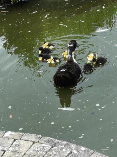 a group of ducks swimming in the water at Hôtel La Côte d'Or in Philippeville
