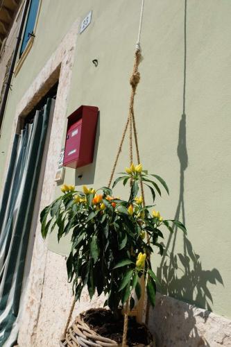 a plant in a basket hanging from a building at La casa dei ciclisti in Ponti Sul Mincio