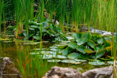 a bunch of lily pads in a pond with grass at Penzion Kersko in Hradišťko