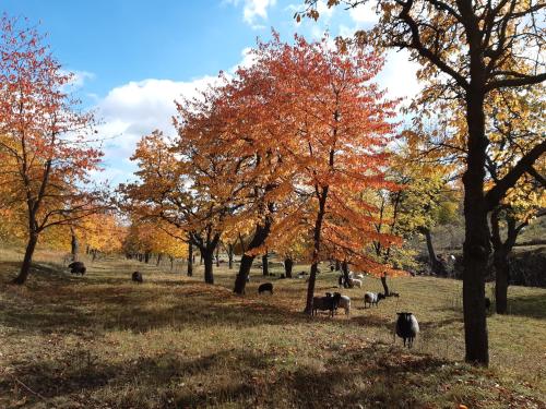Un paisaje natural cerca de la casa de huéspedes