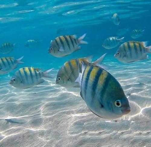 a group of fish swimming in the water at Suítes Cavalo Marinho in Porto De Galinhas
