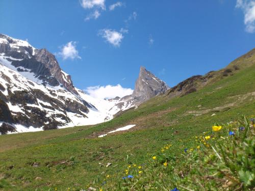 a green field with flowers on a mountain at Ferienwohnungen Bailom in Elbigenalp