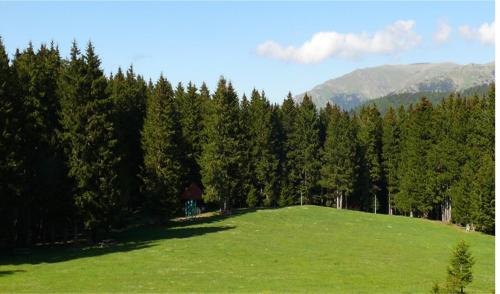 a large green field in front of a forest of trees at North Chalets in Giresun