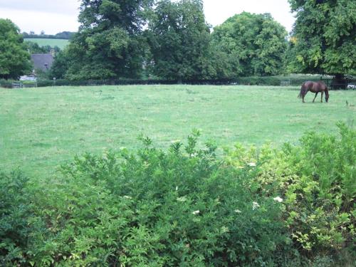 a horse grazing in a field of green grass at Stone House in Sulgrave