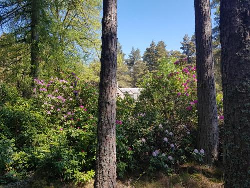 a group of trees and flowers in the woods at Cambus O' May Traditional Highland Hotel in Ballater