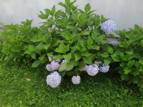 Villa Ortusにある庭