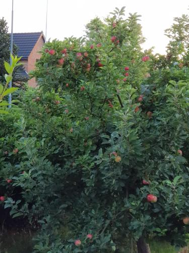 a large apple tree with red apples on it at Roz Hus in Neksø