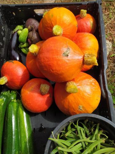 a bunch of pumpkins and other vegetables in a tray at Mas Lo Faix in Saint-Laurent-de-Cerdans