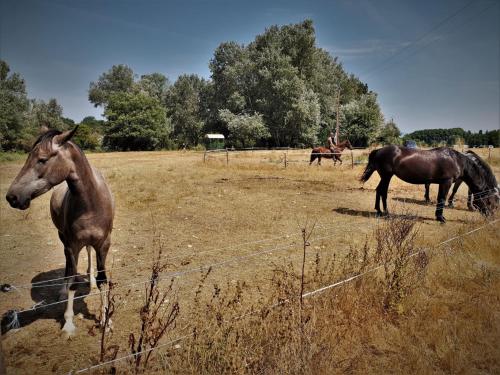 Άλλα ζώα σε αυτό το κατάλυμα σε φάρμα ή στη γύρω περιοχή