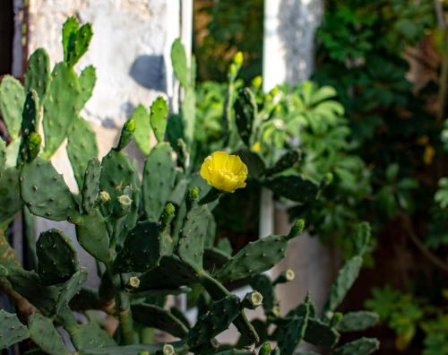 a yellow flower on a plant in a garden at Antica Casina B&B di Charme in Pulsano