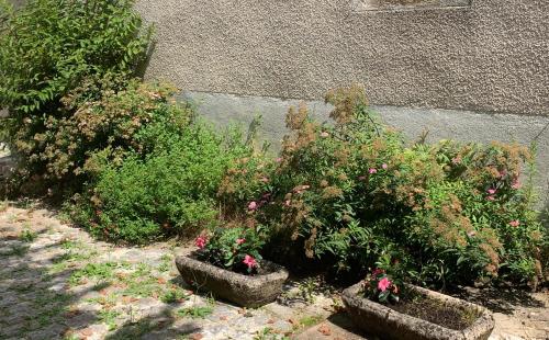 two pots of flowers and plants in front of a building at La Cour Pavée, T2 lumineux, cosy, confort 55 m2 in Saint-Léonard-de-Noblat