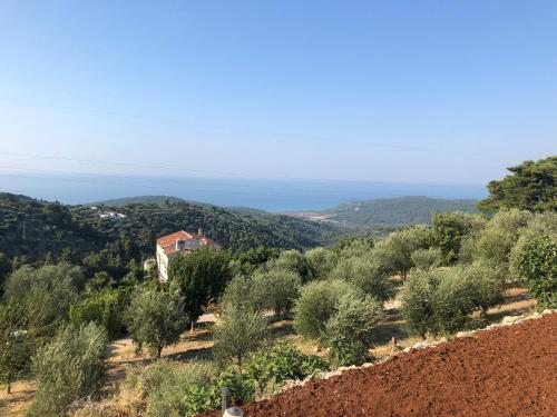 a view of a field of olive trees at Verde Matematico in Vico del Gargano