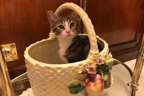a cat sitting in a basket on a sink at Appartamento - IRIS - Vallecrosia in Vallecrosia