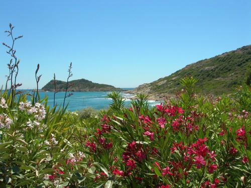 a field of flowers with the ocean in the background at Luciana in La Croix-Valmer