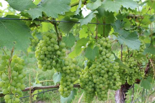 a bunch of green grapes hanging from a tree at Ferienwohnung Forellenhof in Handthal