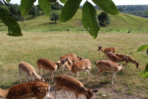 a group of gazelles standing in a field at Ferienwohnung Forellenhof in Handthal