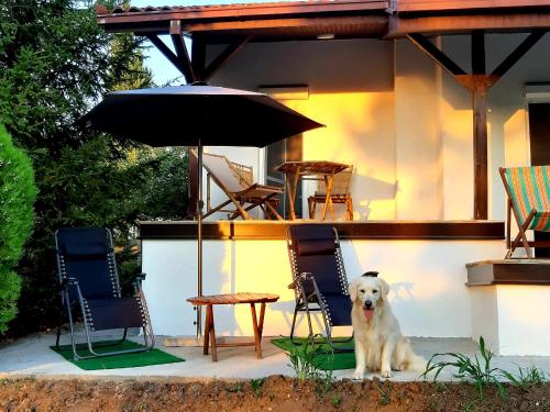 a white dog sitting next to chairs and an umbrella at Seosko turističko domaćinstvo "Klinačka priča" in Valjevo