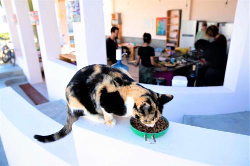 a cat eating food out of a bowl on a table at La Ventana Hostel in La Ventana