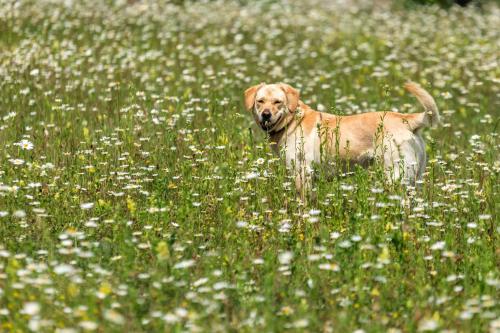 a brown dog standing in a field of flowers at Ranch Jelov Klanac in Rakovica